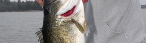 Man holding a large bass fish near a lake shore.