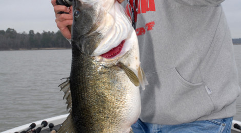 Man holding a large bass fish near a lake shore.
