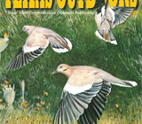 Texas Outdoors magazine cover featuring sandhill cranes in flight over a grassy field.