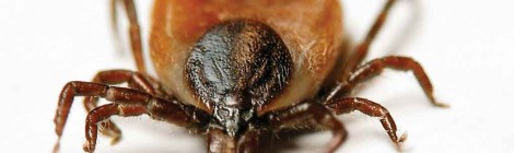 Lyme disease: New estimates from CDC reveal estimated 300,000 cases per year vs. previously reported
