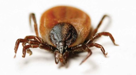 Lyme disease: New estimates from CDC reveal estimated 300,000 cases per year vs. previously reported