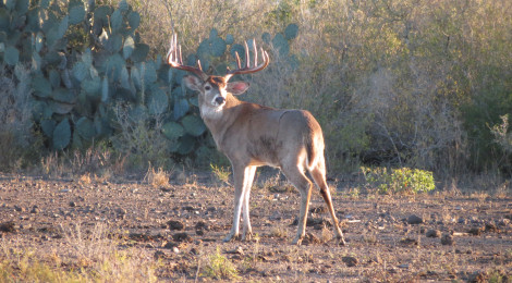 2013 Statewide Hunting Forecast