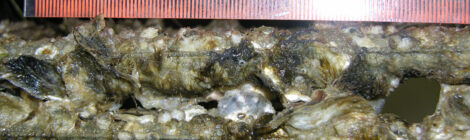 Two yellow-green fish swimming near underwater wood.