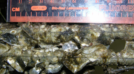 Two yellow-green fish swimming near underwater wood.