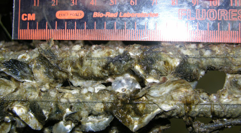 Close-up of a rock with embedded fossil shells next to a ruler for scale.