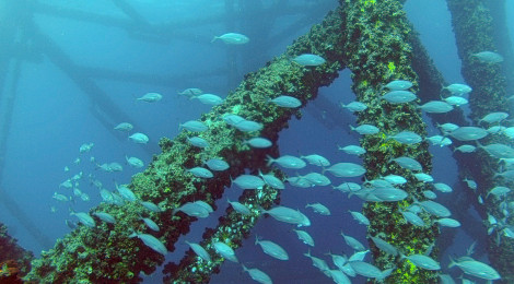 School of fish swimming around underwater structure covered in marine growth.