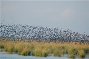 Report reveals disturbing national trend of increased coastal wetland losses