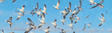 Hunters releasing doves at a Texas Outdoors event under a clear blue sky.