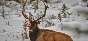 A majestic buck deer with large antlers in natural habitat.