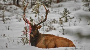 A majestic buck deer with large antlers in natural habitat.