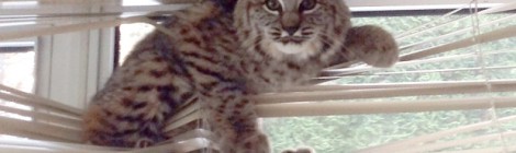 Mountie frees bobcat trapped in window blinds