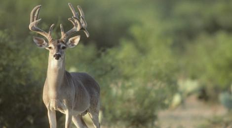 Deer Lease Strategy