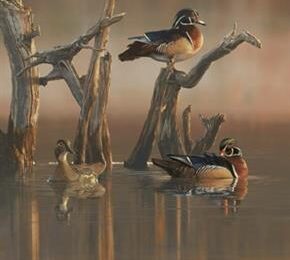 Ducks perched on branches over water.