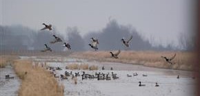 Conservation, ag groups join to recognize wetlands