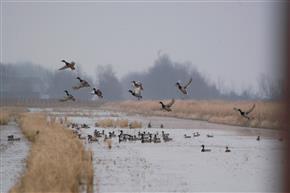 Conservation, ag groups join to recognize wetlands