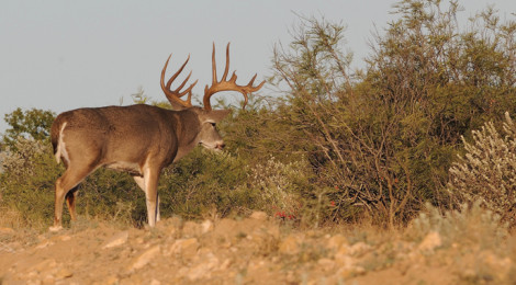 Pursuit of Extreme Bucks