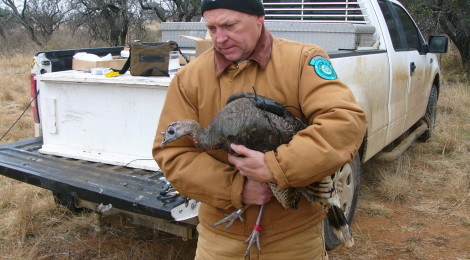 Hill Country Rio Grande Turkeys Geared Up for Information Exchange