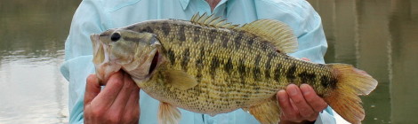Colorado River Guadalupe Bass Is Potential State, World Record