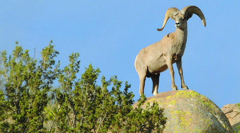 Sheep- Back on Texas' Mountains