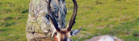 Record Pronghorn Certified by Boone and Crockett