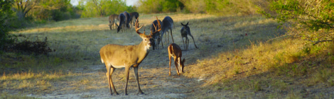 2014 Texas Statewide Hunting Forecast