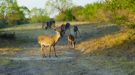 2014 Texas Statewide Hunting Forecast