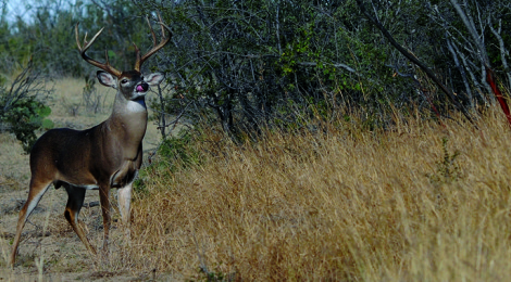 A Deer's Acute Sense of Smell