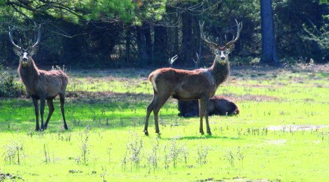 Double Down on Texas Exotics