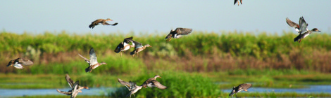 Duck Hunting —Bigger & Better in Texas