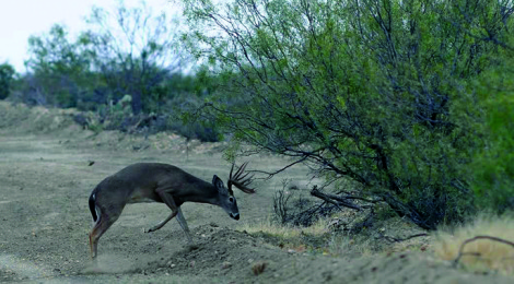 Common Scents Deer Hunting