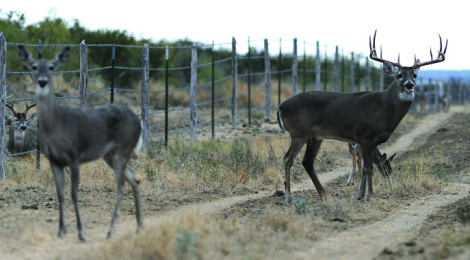 Deer Hunters Gamble to the End