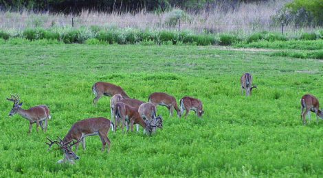 Preparing for Next Deer Season - Now!