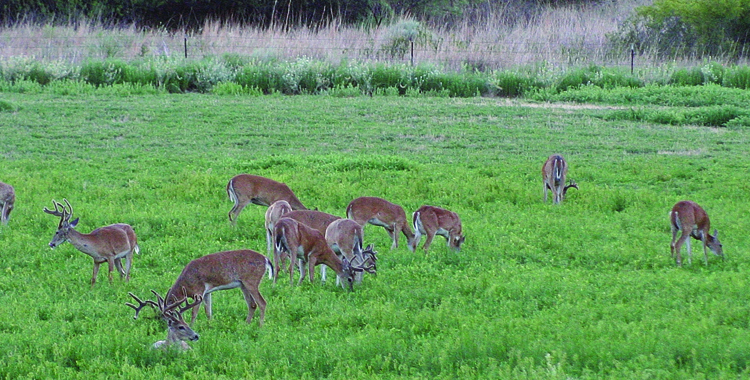 Preparing For Next Deer Season – Now! – Texas Outdoors Journal