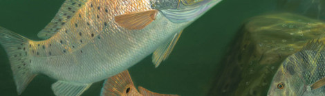 Colorful trout swimming underwater in a natural habitat.