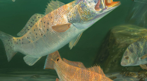 Colorful trout swimming underwater in a natural habitat.