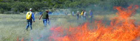 Prescribed Fire & Supplemental Feeding