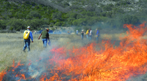 Prescribed Fire & Supplemental Feeding