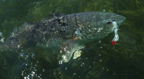 Late Spring Coastal Fishing