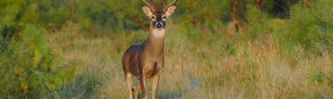 Origin of Modern Whitetail Deer Management