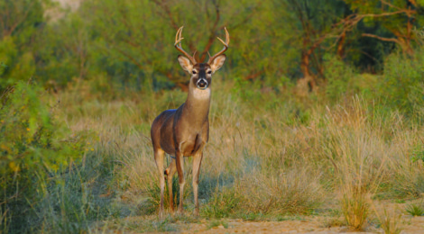 Origin of Modern Whitetail Deer Management