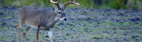 2015 Texas Statewide Hunting Forecast