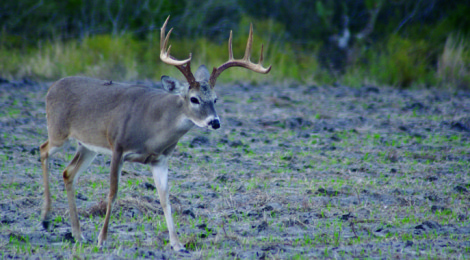 2015 Texas Statewide Hunting Forecast