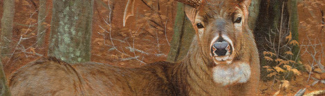Majestic elk with impressive antlers stands in forest on Texas Outdoors cover.