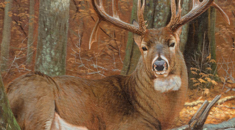 Majestic elk with impressive antlers stands in forest on Texas Outdoors cover.