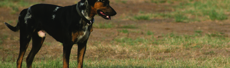 Catahoula  — Blood-Tracking Deer Dog