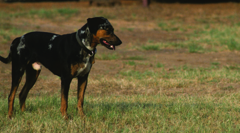 Catahoula  — Blood-Tracking Deer Dog