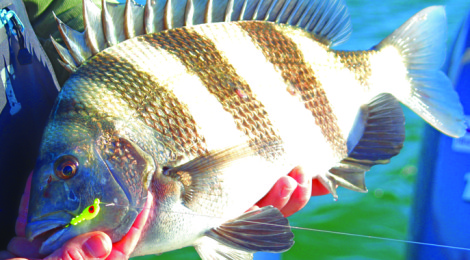 Sheepshead Bonanza