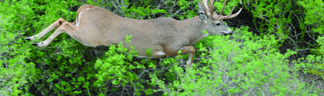 BIG BUCKS FROM ABOVE