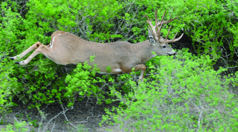 BIG BUCKS FROM ABOVE