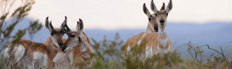 Trans-Pecos Pronghorn’s Perfect Storm